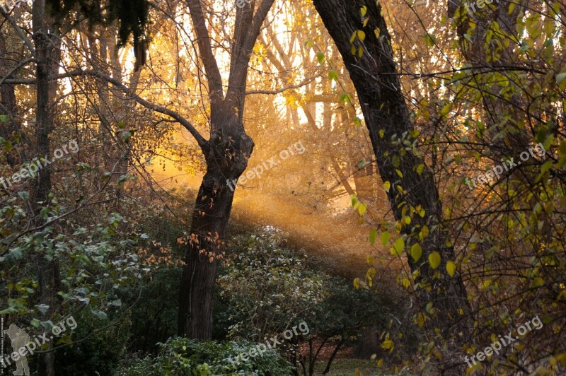 Forest Jungle Sunset Garden Trees