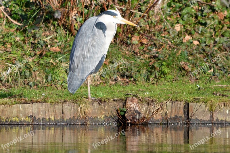 Heron Bird Nature Pond Free Photos