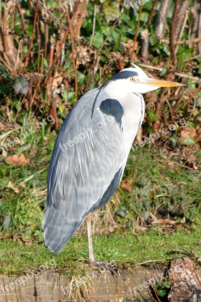 Heron Bird Nature Free Photos