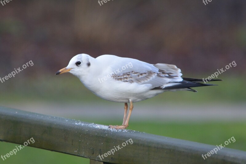 Seagull Bird Nature Free Photos