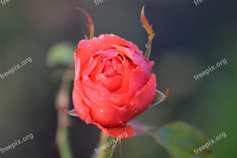 Rose Red Rose Flower Nature Free Photos