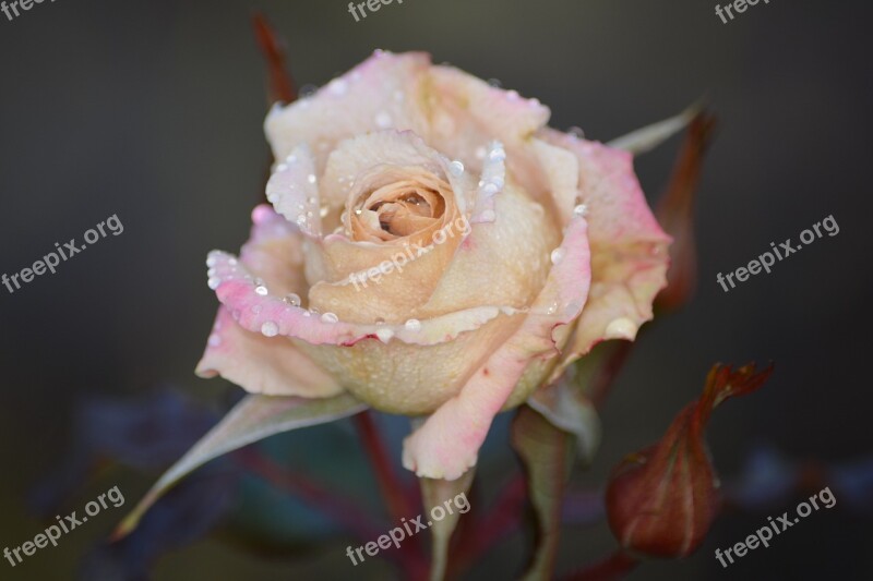 Rose Flower Pink Rose Nature Free Photos