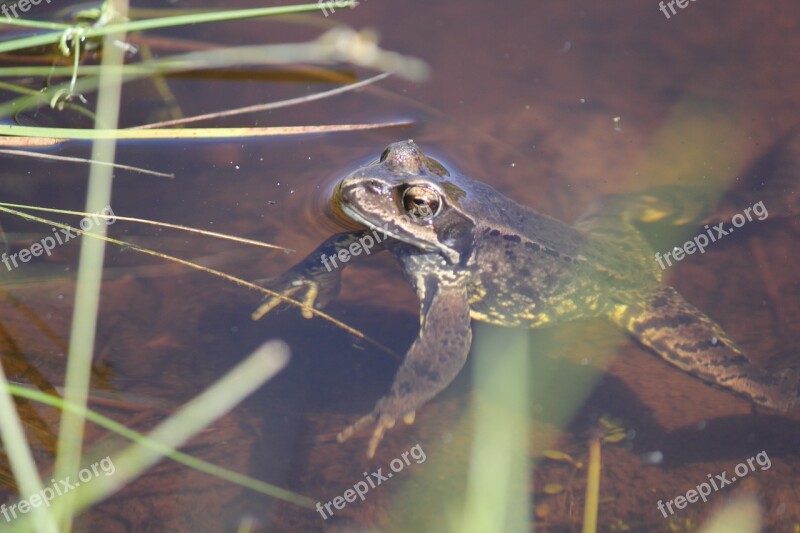 Frog Toad Brown Animal Amphibian