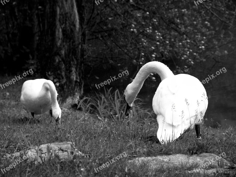 Swan Poultry Swans Animal Water Bird