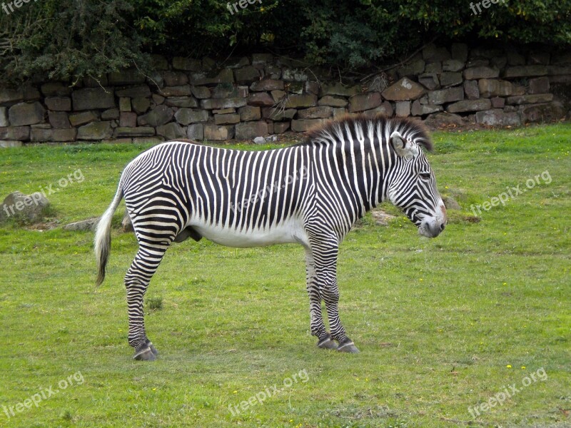 Zebra Wild Stripes Eating Animal