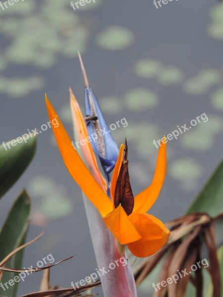 Flowers Garden Colorful Plant Insect