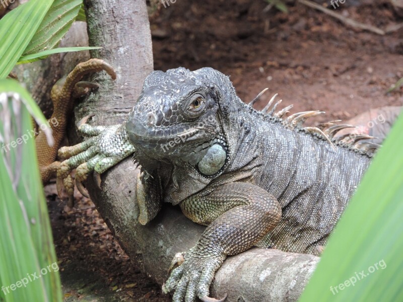 Lizard Branch Animals Nature Life