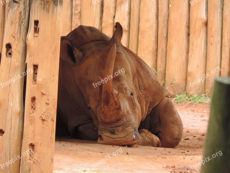 Rhino Brown Animal Horn Wild