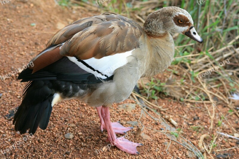 Egyptian Goose Goose Brown Buff Black