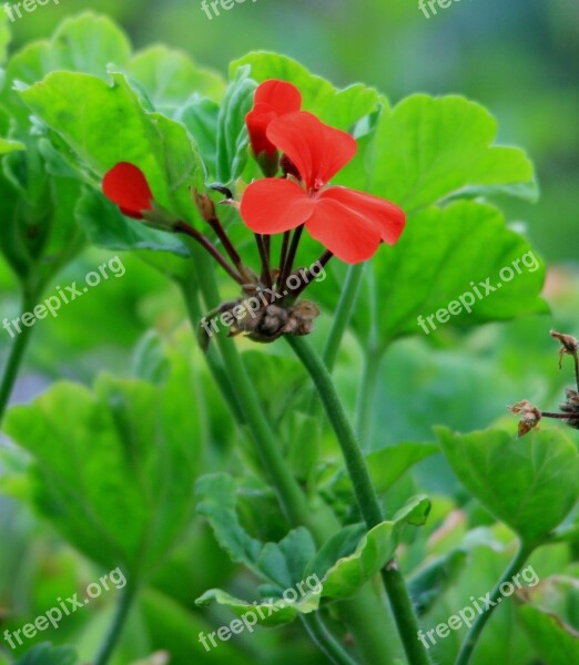 Geranium Flowers Flower Red Dainty