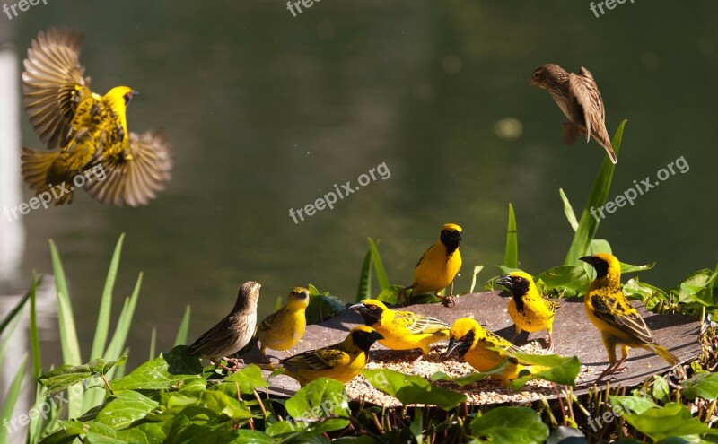 Birds South Africa Color Free Photos