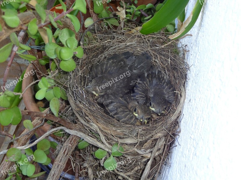 Bird's Nest Blackbirds Young Birds Chicks Bird