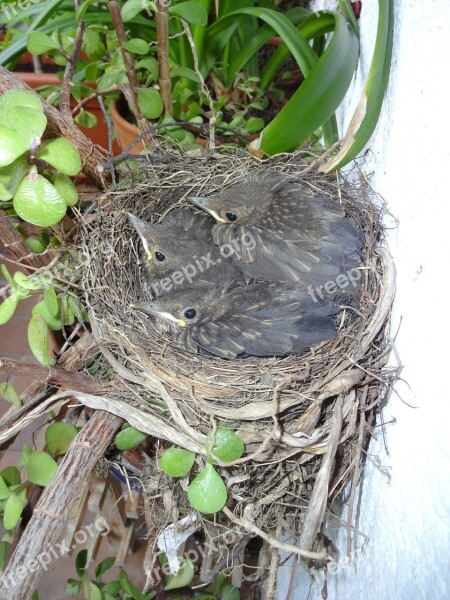 Bird's Nest Blackbirds Young Birds Chicks Bird