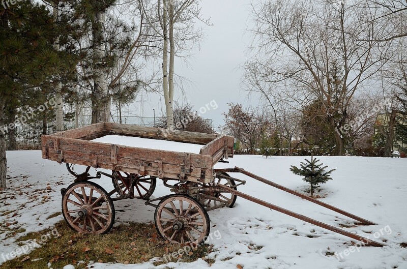 Carriage Rides Trees Outside Snow