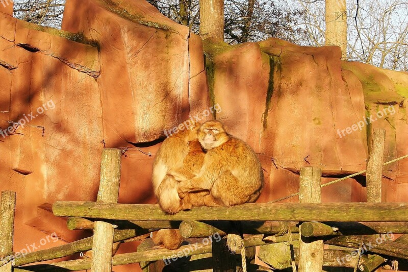 Barbary Macaque Monkey Mammal Nature Free Photos