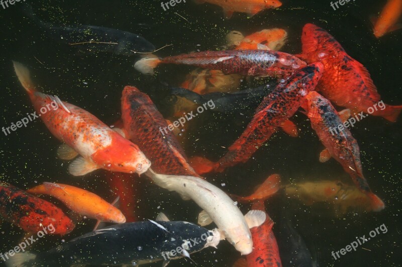 Koi Carp Fish Ornamental Fish Free Photos