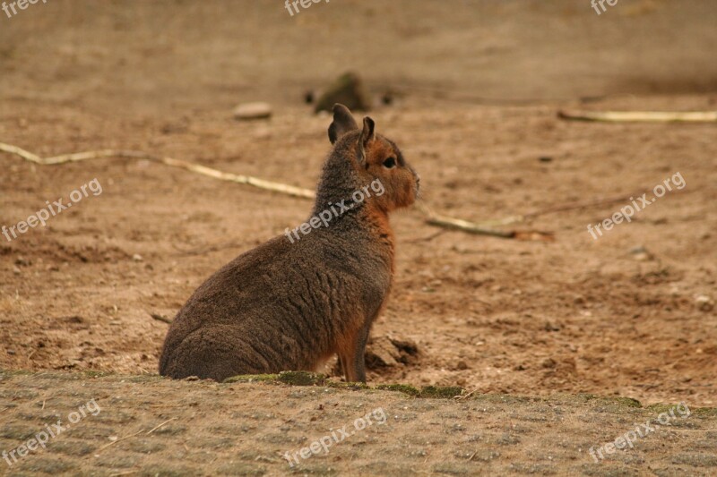 Mara Rodent Mammal Nature Free Photos