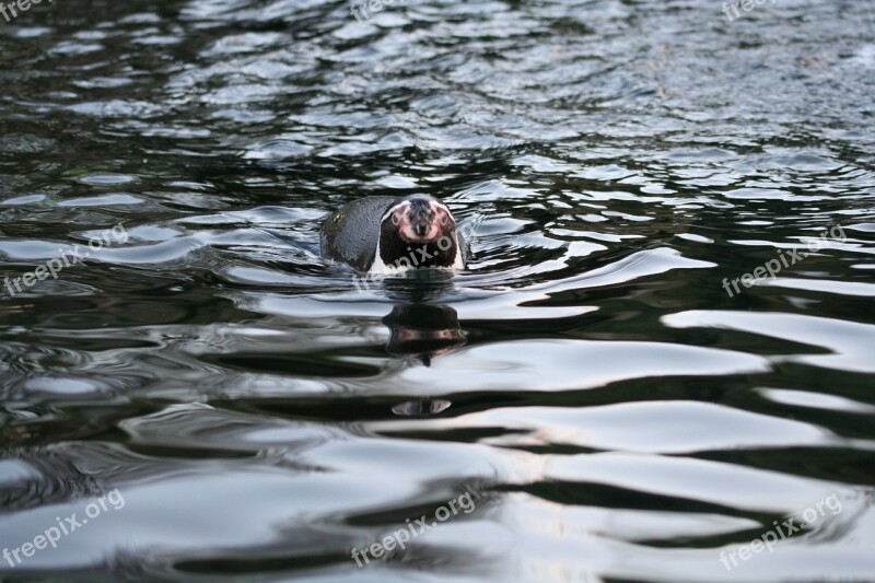 Penguin Waterfowl Wild Nature Animal