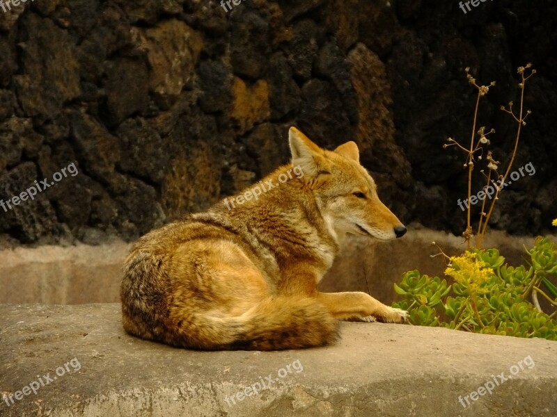 Coyote Animal Mammals Fauna Free Photos