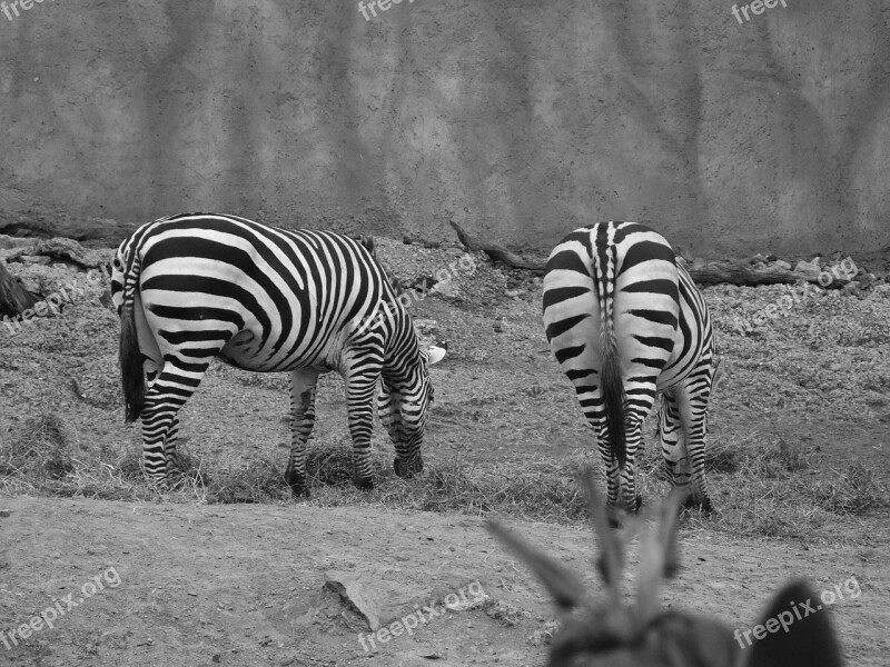 Zebra Zoo Animals Free Photos