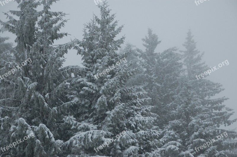 Fir Snow Winter Landscape Free Photos