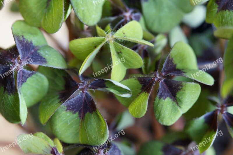 Luck Lucky Clover Klee Vierblättrig Plant