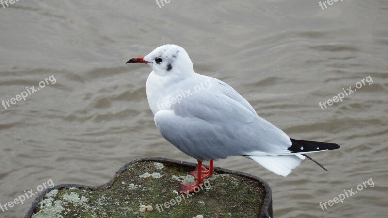 Seagull Gulls Water Pinnate Water Bird