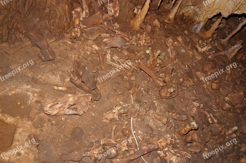 Misguide Muslims From Bones Kőlyuk Cave Beech Hg Cave