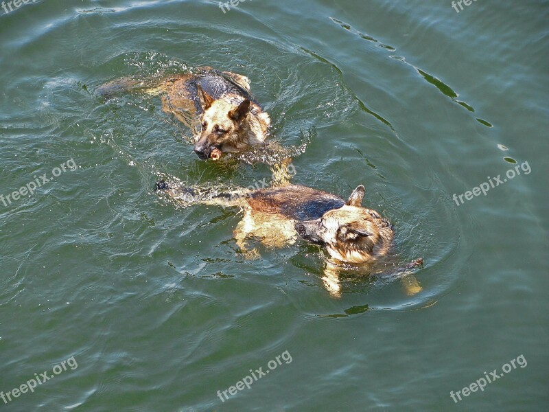 German Police Dog German Shepherd Dog Dogs Animals Water