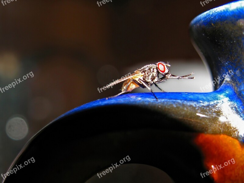 Fly Insect Animal Animals Close-up