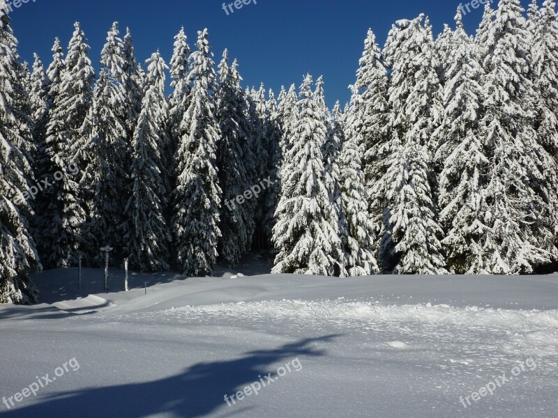 Firs Nature Forest Snowy Winter