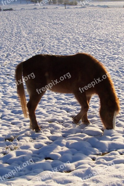 Pony Horse Winter Snow Free Photos