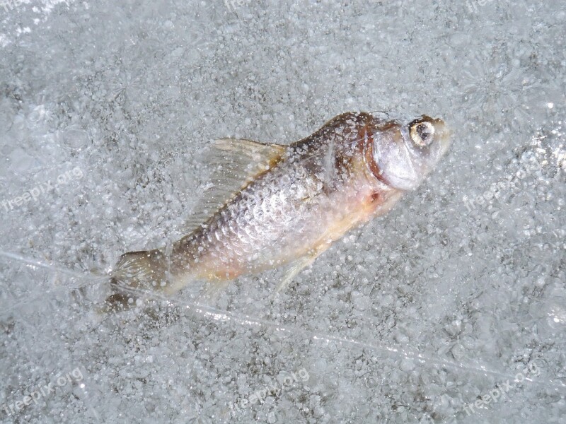 Fish Ice Frost Macro Winter