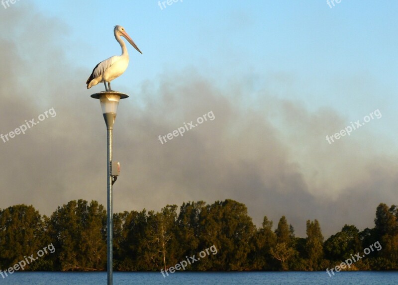 Pelican Australian Pelican Pelecanus Conspicillatus Birds Australia