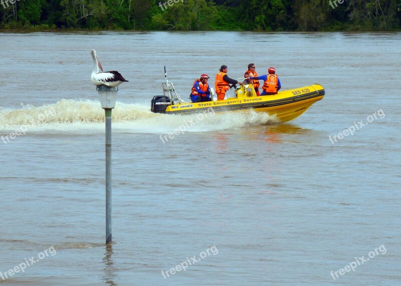 Pelican Australian Pelican Water Bird Birds Pelecanus Conspicillatus