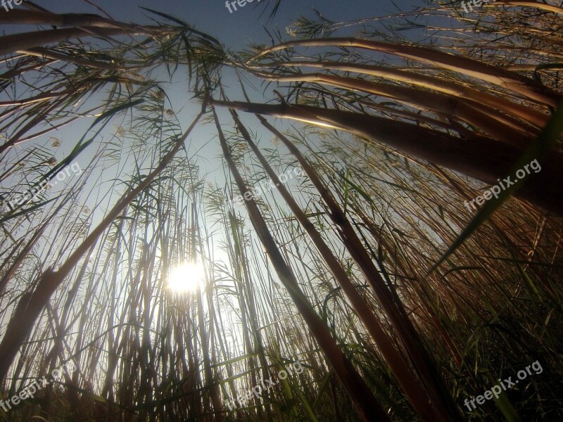 Stubble Field Agriculture Nature Sun