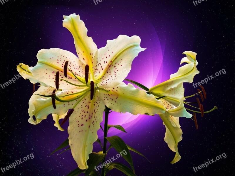 Lily White Purple Dots Blossom Bloom