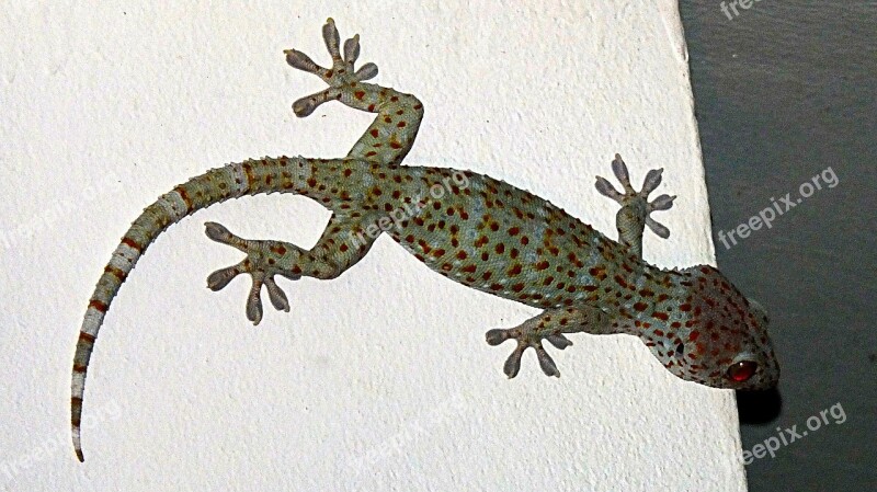 Gecko Tokhe Lizard Free Photos