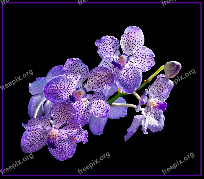 Orchid Blossom Bloom Flower Purple White