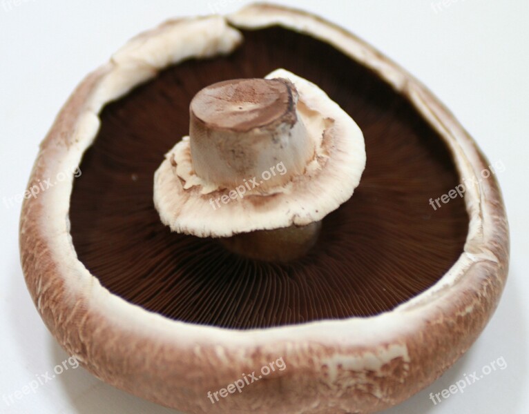 Portobello Mushroom Giant Mushroom Food Free Photos