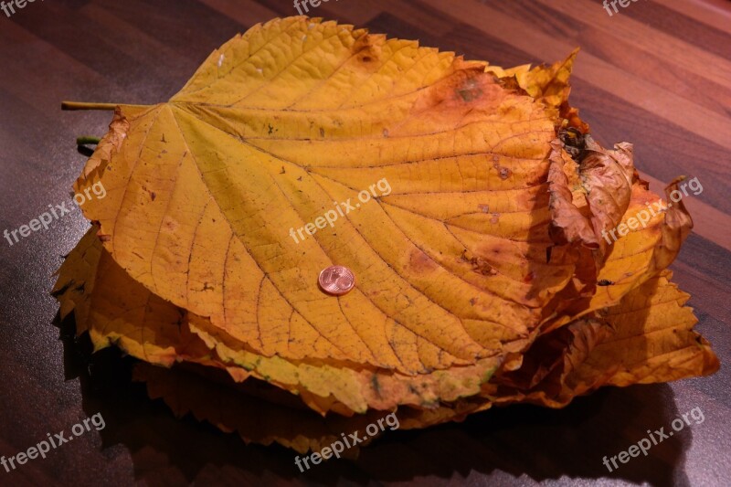 Leaf Pile Elm Leaves Mountain Elm Size Comparison Cent