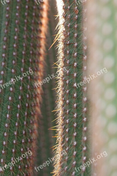 Cactus Cactaceae Prickly Rip Thorns Of Means Of