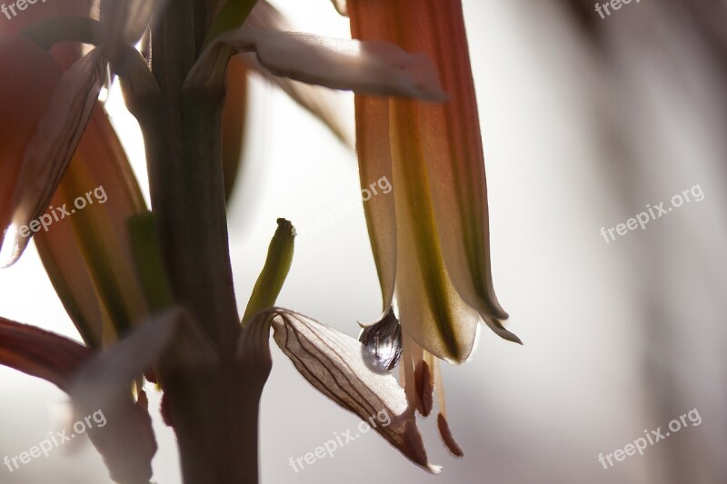 Flowers Plant Drip Backlighting Tender