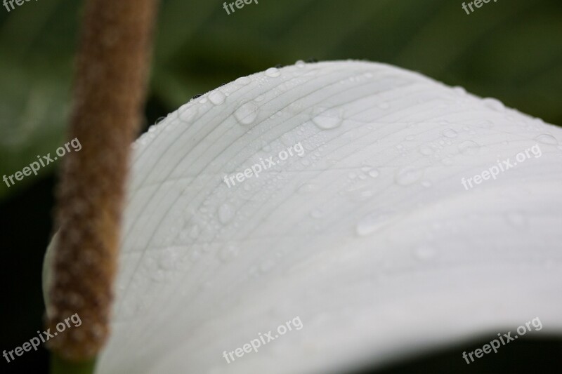 Anthurium Flamingo Flower Anthurium Tribus Anthurieae Araceae Neotropical Genus