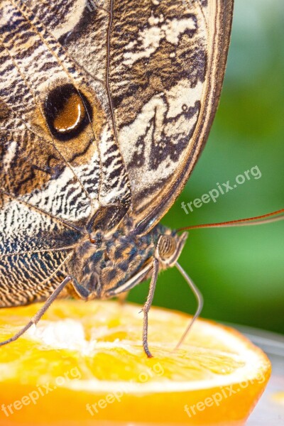 Caligo Eurilochus Eyes Butterfly Exotic Tropics