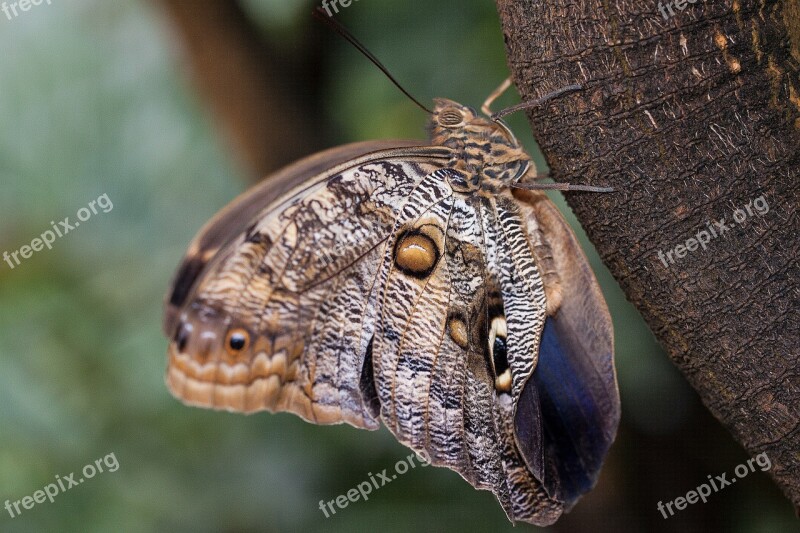 Caligo Eurilochus Eyes Butterfly Exotic Tropics