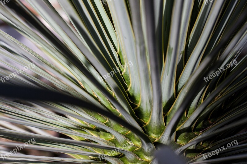 Palm Concentric Rotated Leaves Fan Shaped