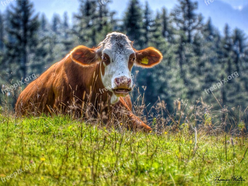 Cow Cattle Mountain Meadows Meadow Graze