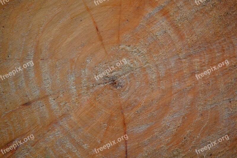 Tree Wood Circles Nature Tree Rings