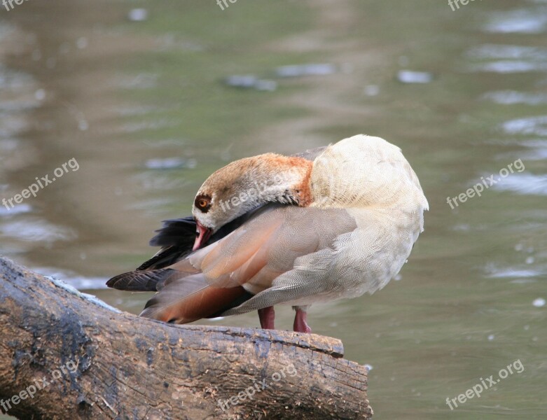 Egyptian Goose Goose Brown Buff Neck